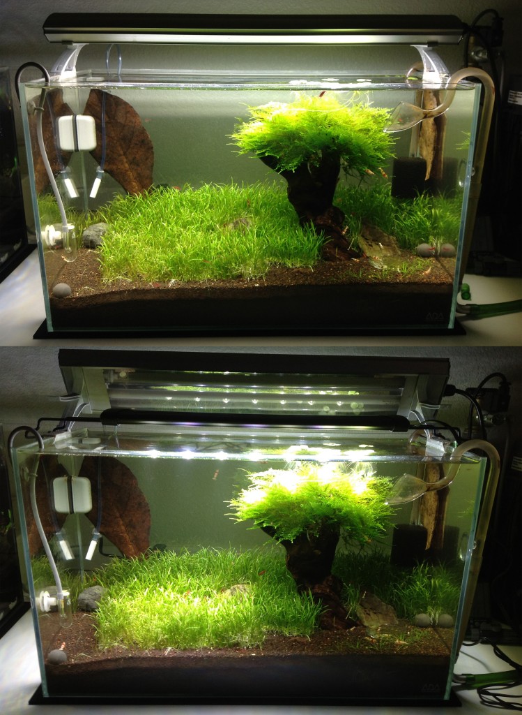 tank1