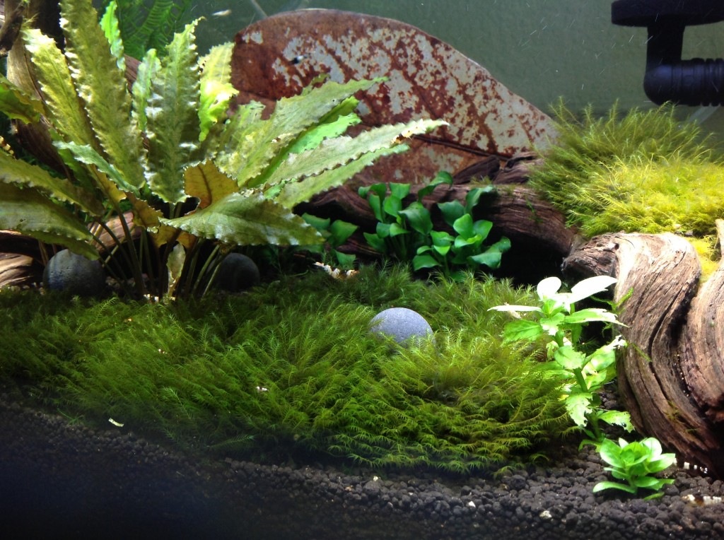 Center of the tank